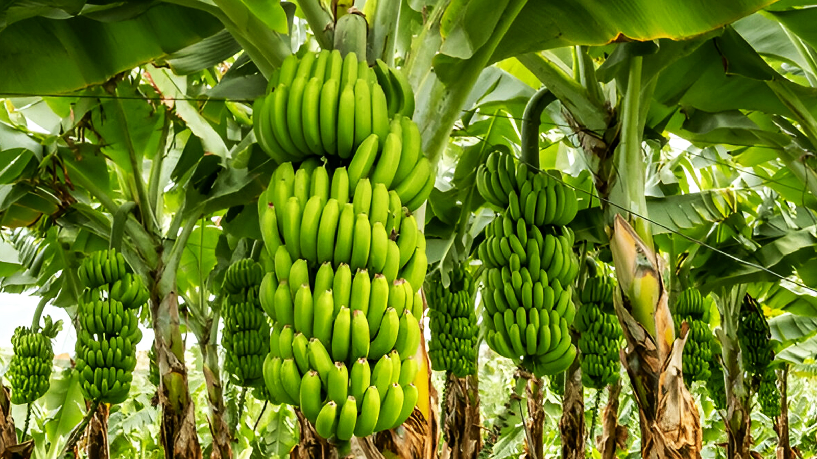 Banana