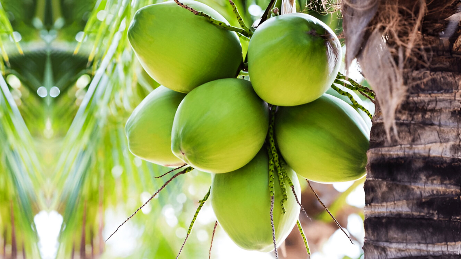 Coconut