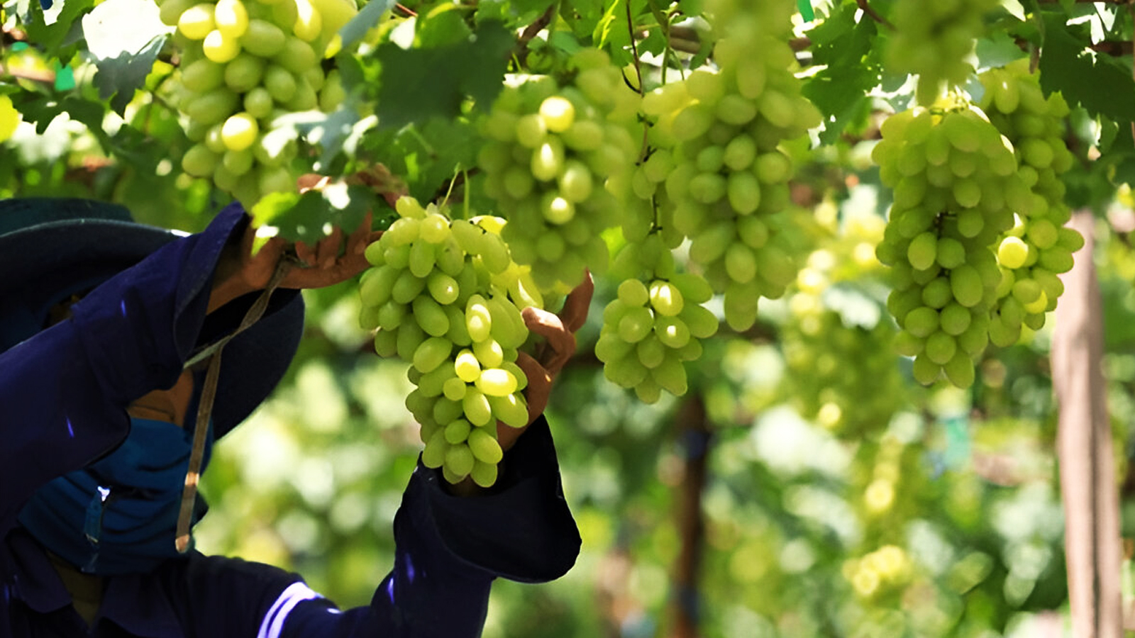 Grapes