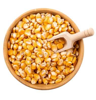maize