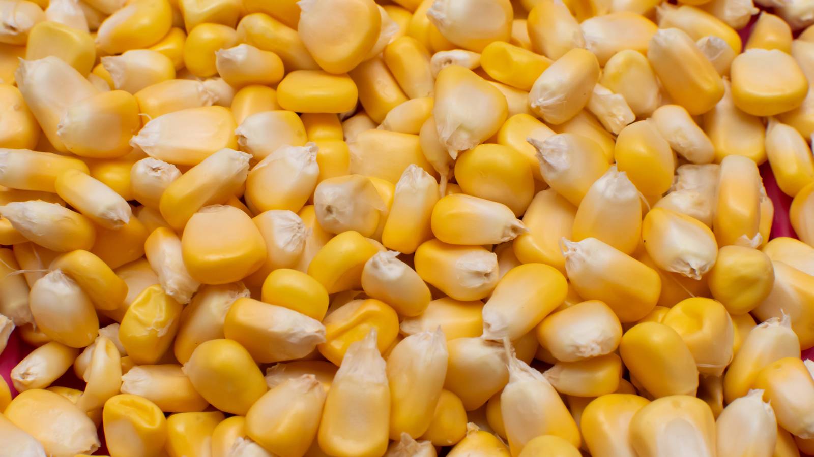 maize